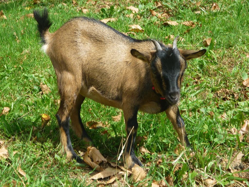Willa Les Granges De La Hulotte, La Hulotte Lies Zewnętrze zdjęcie
